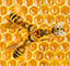 スマート都市養蜂